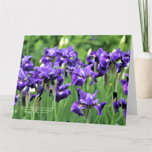Violet Blue Siberian Iris, Ceasar's Brother Card