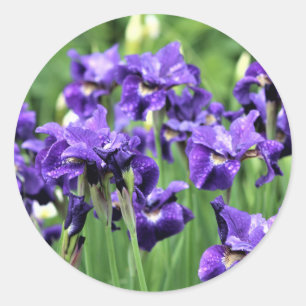 Violet Blue Siberian Iris, Ceasar's Brother Classic Round Sticker