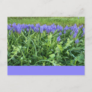 Violet Bluebells - Herschberg, Germany Postcard