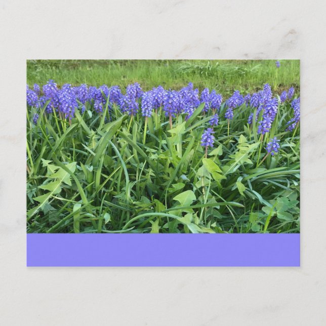 Violet Bluebells - Herschberg, Germany Postcard (Front)