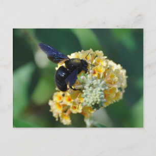 Violet carpenter bee postcard