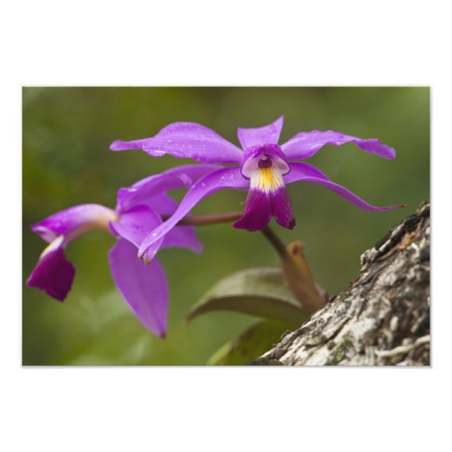 Violet Cattleya Orchid Cattleya violacea) Photo Print (Front)