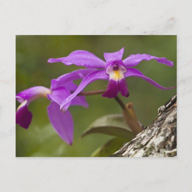 Violet Cattleya Orchid Cattleya violacea) Postcard (Front)