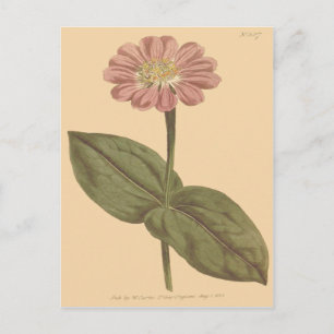 Violet Coloured Zinnia Illustration Postcard