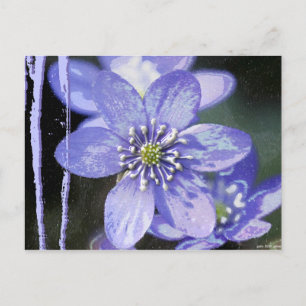 Violet Dreams Postcard