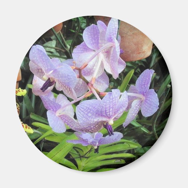 violet flower magnet (Front)