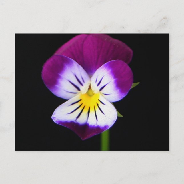 Violet Flower pccnm Postcard (Front)
