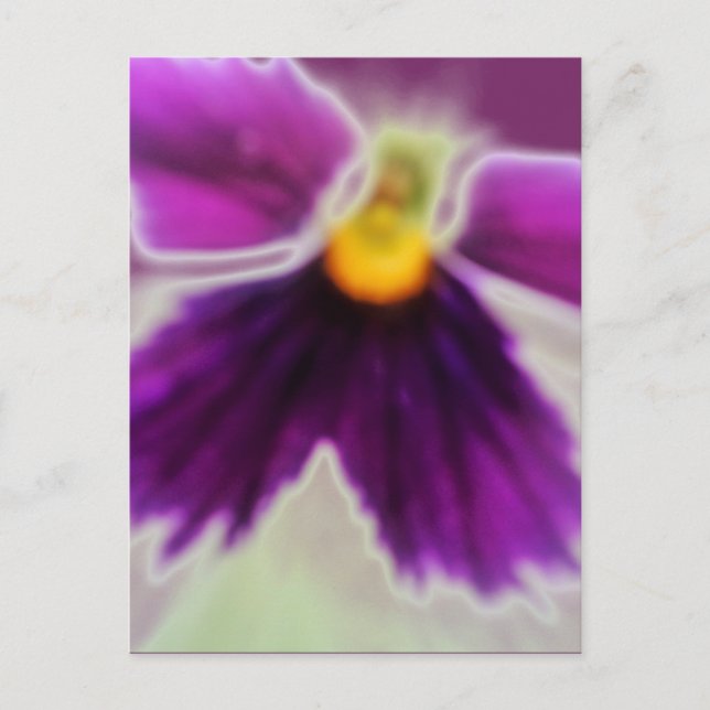 Violet Flower, Purple White Postcard (Front)