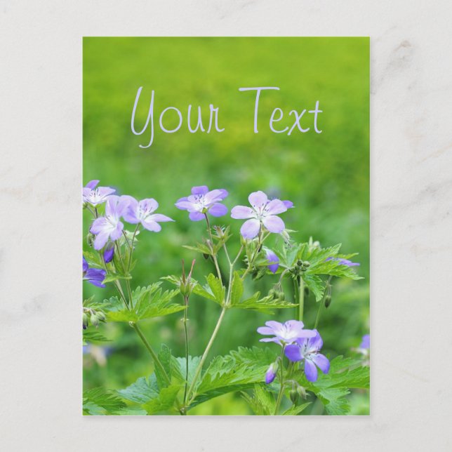 Violet flowers in the field postcard (Front)