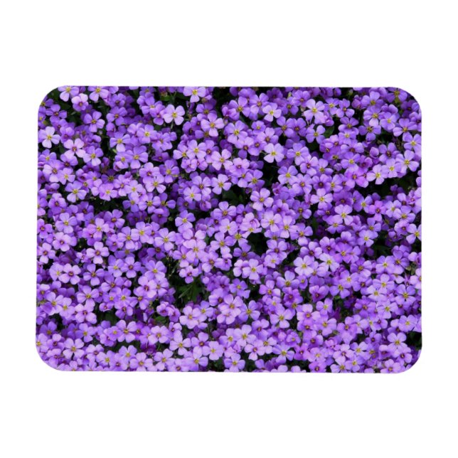 Violet Flowers Magnet (Horizontal)