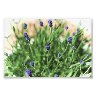 Violet Flowers - Photo Print