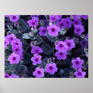 Violet flowers poster