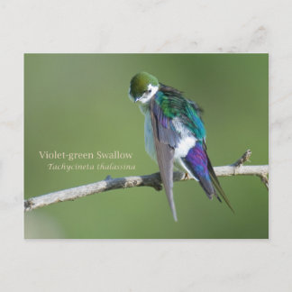 Violet-green Swallow Postcard