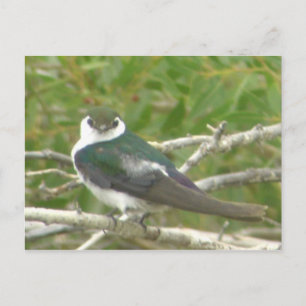 Violet-green Swallow Postcard