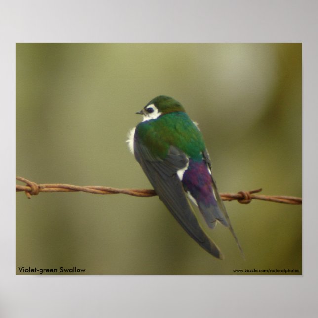 Violet-green Swallow Poster (Front)