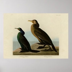 Violet-green & Townsend's Cormorant, Audubon Birds Poster