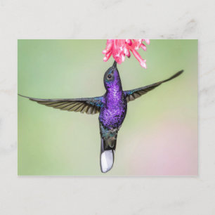 Violet Hummingbird in Flight Postcard