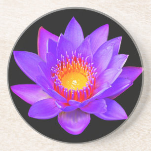 Violet Lotus Flower on Black Coaster