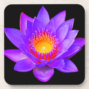 Violet Lotus Flower on Black Coaster
