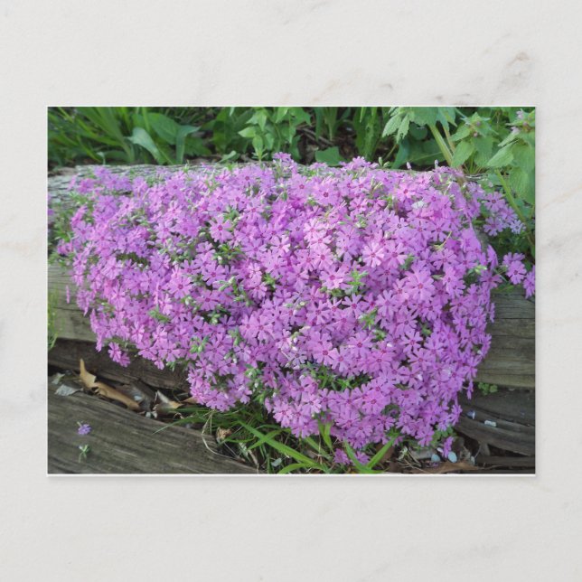 Violet Mass Of Flowers Postcard (Front)