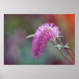Violet meadow flower poster