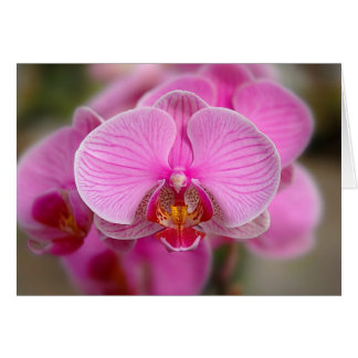 Violet Orchids