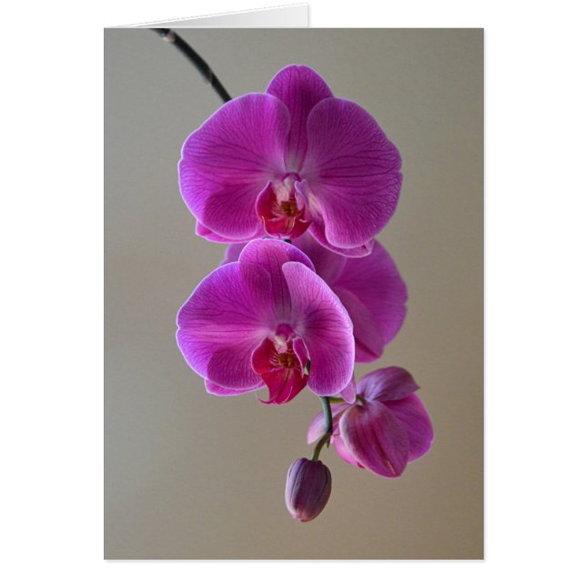 Violet Phalaenopsis Orchid Card (Front)