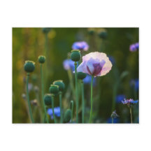 Violet poppy in green grass