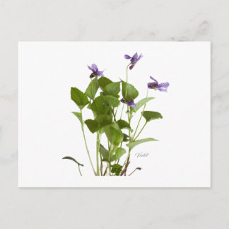 Violet Postcard