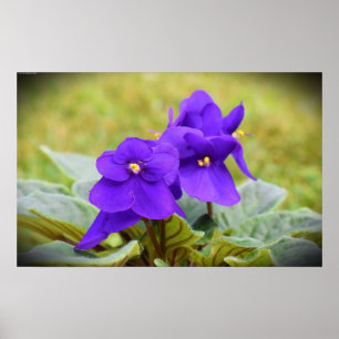 Violet, Poster