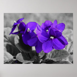 Violet, Poster