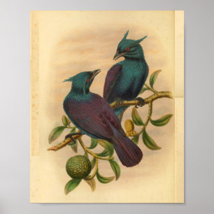 Violet Purple Manucode Vintage Bird Print