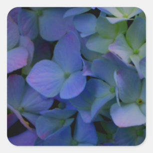 Violet purple pink blue hydrangeas flower floral square sticker