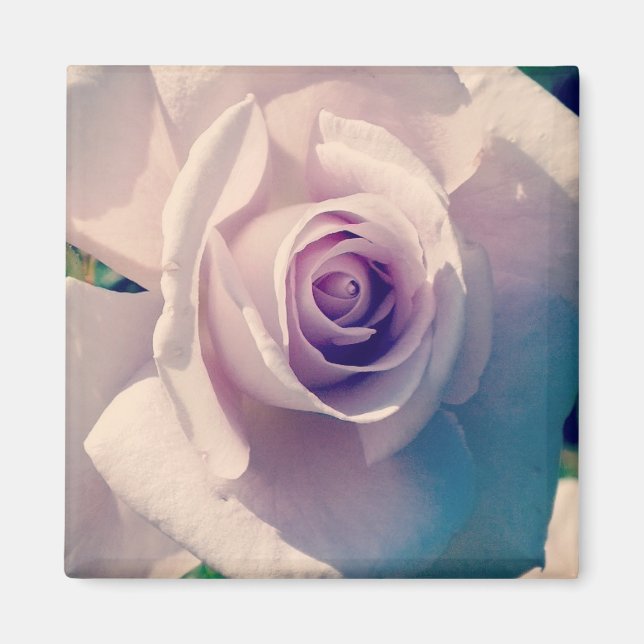 Violet Rose Magnet (Front)