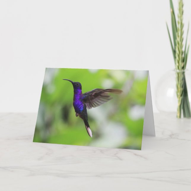 Violet Sabrewing Hummingbird Card (Front)
