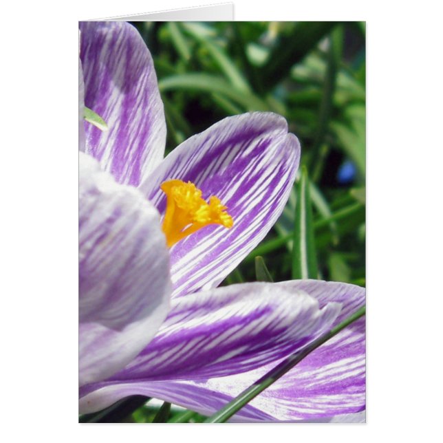 Violet spring crocus (Front)