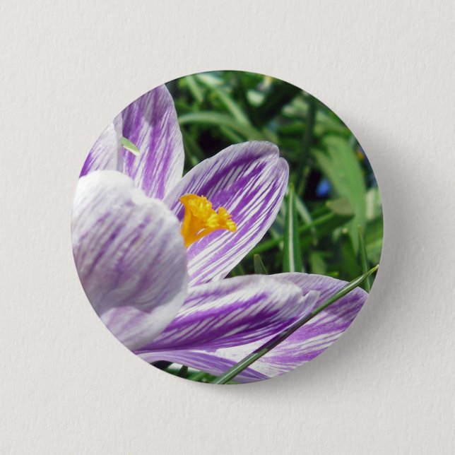 Violet spring crocus 6 cm round badge (Front)