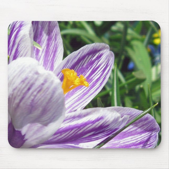 Violet Spring Crocus Mouse Mat (Front)