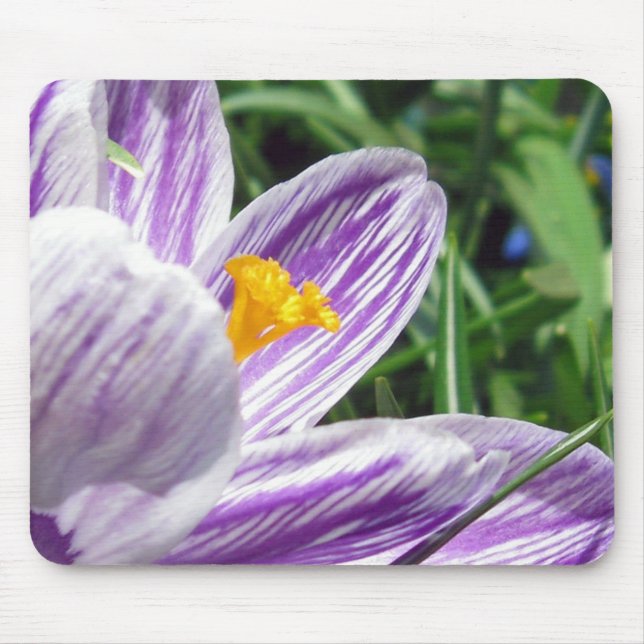 Violet spring crocus mouse mat (Front)