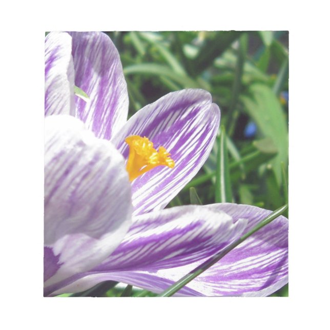 Violet spring crocus notepad (Front)