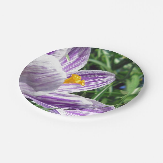 Violet spring crocus paper plate (Angled)