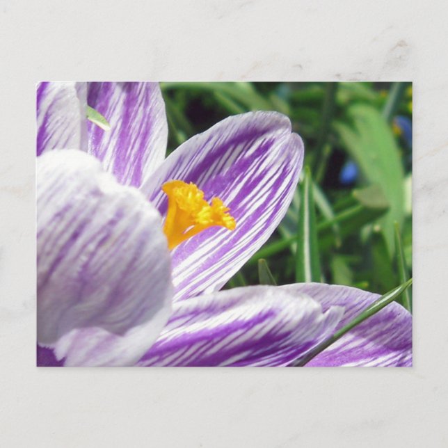 Violet Spring Crocus Postcard (Front)