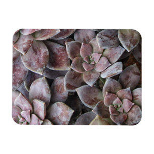 Violet succulent delight magnet