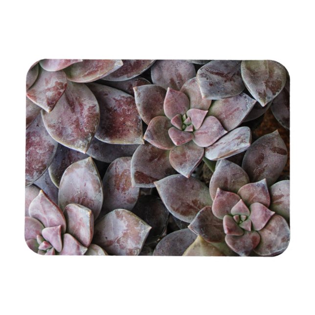 Violet succulent delight magnet (Horizontal)