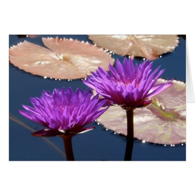 Violet Water Lilies (Front Horizontal)