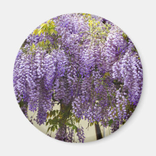 Violet Wisteria Flowers Magnet