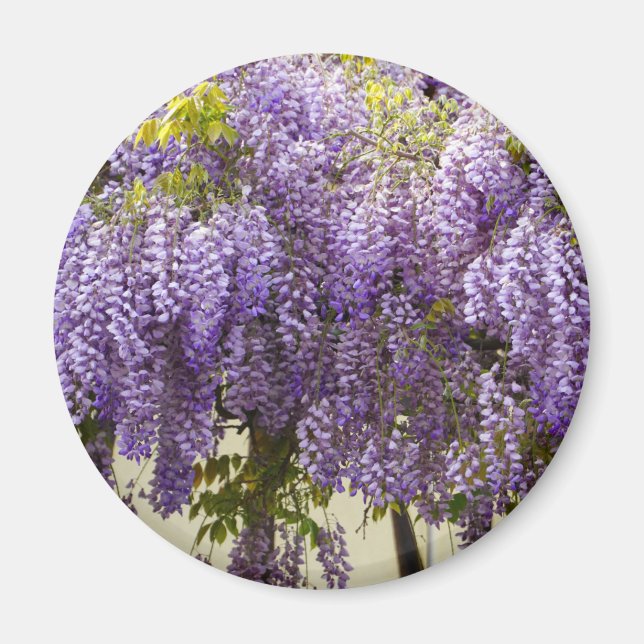 Violet Wisteria Flowers Magnet (Front)