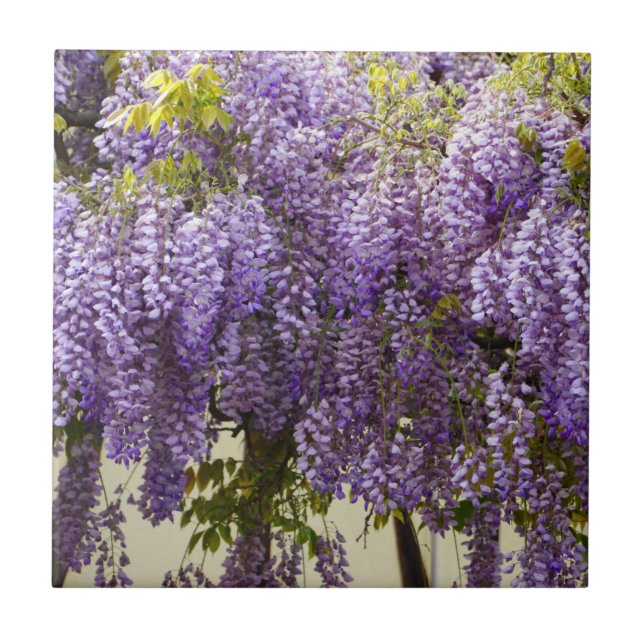 Violet Wisteria Flowers Tile (Front)