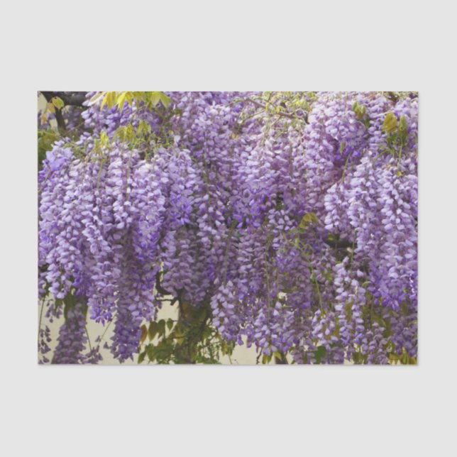 Violet Wisteria Flowers Tissue Paper (Front)