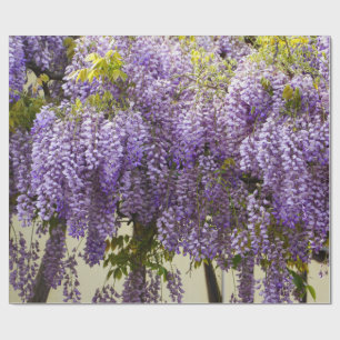 Violet Wisteria Wrapping Paper